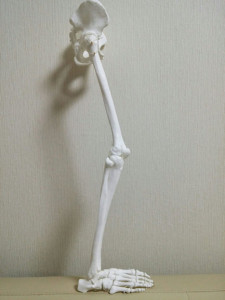 右足の骨格模型